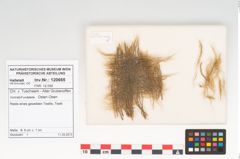 Foto von Textil (NHMW-PRAE-120665)